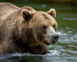 © ProArt Studios - Brown grizzly bear hunting salmons in the creek wild life