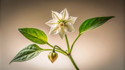 Sticker - Captivating Minimalist Photography of Capsicum frutescens Linn Flower Showcasing Perfect Male and Female Parts in a Clean, Elegant Composition