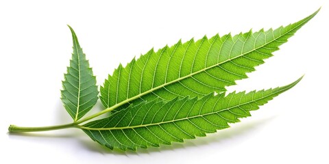 closeup of neem leaf in isolated white background
