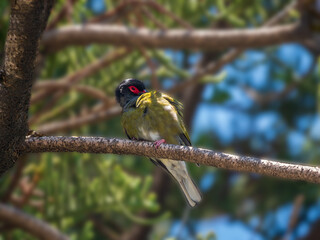 Wall Mural - Green Figbird Head Back On Branch