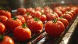© savittree - Fresh Tomatoes on Conveyor in Production Line