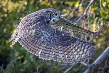 A wild great horned owl in a field in Colorado.