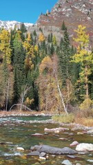 Wall Mural - Vertical drone video of Altai river Kumir. Camera moves over water at a low altitude.