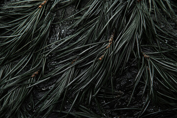 dark moody pine needles on black background  texture