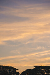 Wall Mural - nature and landscape concept with twilight and cloudy sky background on the morning with large tree