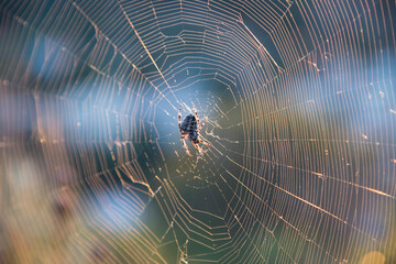 macro photo of a spider on it's web