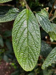 Sticker - Close-up of a green leaf