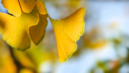 Wall Mural - closeup on beautiful yellow leaf  of a Gingko tree in autumn in focus foreground on blur background