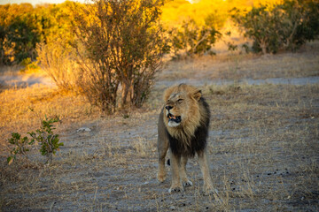 Wall Mural - Big lion lying on savannah grass. Landscape with characteristic trees on the plain and hills in the background