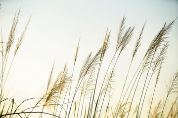 Naklejka na meble Soft Grass Blades Against a Gentle Sky