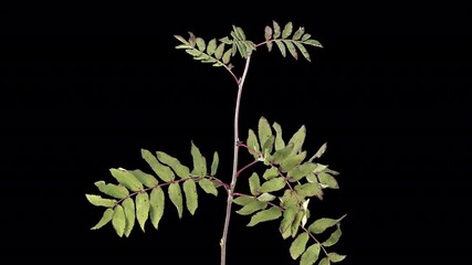 Wall Mural - Time lapse of drying Rowan leaves with ALPHA channel