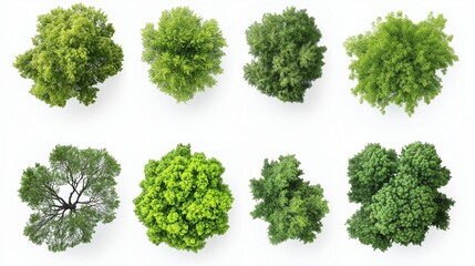 collection of tree views from above isolated on white background