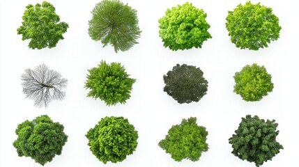 collection of tree views from above isolated on white background