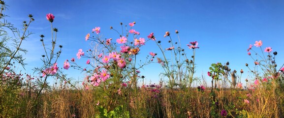 Wall Mural - Field flowers blooming on the es of Uffelte. Panorama.