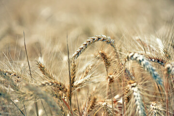 Wall Mural - spikelets of golden wheat in the field. Ripe big golden ears of wheat on a yellow background of the field. nature. The idea of a rich summer harvest, agriculture, agro-industrial complex for food.