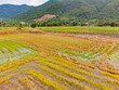 © MASTERVIDEOSHAR - A rice field. Near the resort town of Nha Trang in Vietnam.