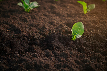 Wall Mural - Textured fertile soil as background. Gardening season