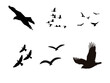 © Sukesan - 羽ばたく鳥のシルエット６種