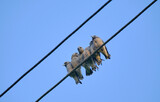 Ashy Woodswallow birds