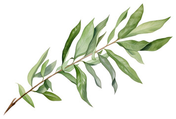 Wall Mural - PNG Laurel plant herbs leaf.