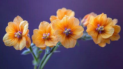 This image shows a yellow medicinal verbascum flower without blurs,and a clean studio shot of the flower