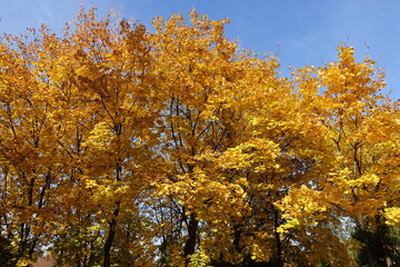 Wall Mural - Canopies of Norway maple trees with autumnal foliage in mid October