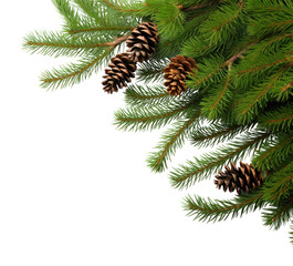 Wall Mural - png fir backgrounds spruce branch.