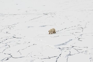Wall Mural - solitary polar bear on icy arctic landscape amidst expansive sea ice.