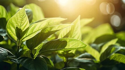 Poster - Sunlight Drenched Leaves 
