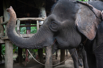 Elephants and people, at Kanchanaburi, Thailand