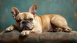 © Akharadat - bulldog,Full body image of bulldog