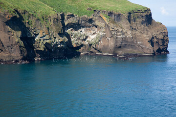 Wall Mural - Iceland's rocky cliffs at the ocean