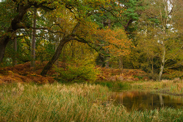 Wall Mural - morralee wood in autumn colour, located at allen banks in the english county of northumberland and i