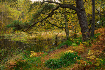 Wall Mural - the tarn at morralee wood, located at allen banks in the english county of northumberland and is pop