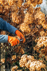 Wall Mural - A gardener wearing gloves trims wilted hydrangea flowers before winter