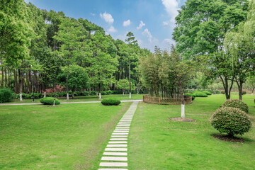 Wall Mural - Grass and woods background in the park