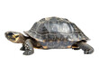 © Ivan Guia - Side view of a land tortoise isolated on a clipped PNG transparent background
