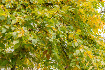 Wall Mural - Common hornbeam or Carpinus Betulus plant in Saint Gallen in Switzerland