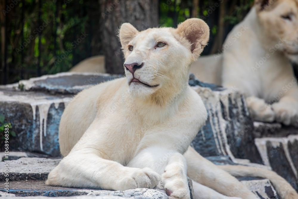 The white lion is a rare color mutation of the lion, specifically the ...