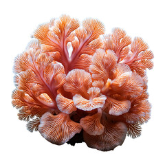 Wall Mural - small coral image png file white background digital design use effectively online always