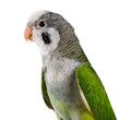 © Galeno - white png image shows parakeet full body isolation side view