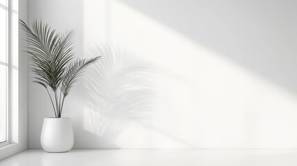 Poster - Minimalist interior design with a single plant in a white pot and sunbeams coming through a window.