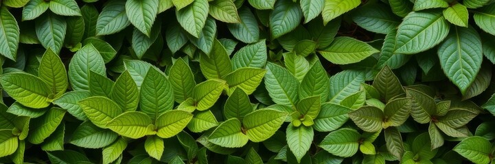 Vibrant bitter green background with textured leaves, pattern, health