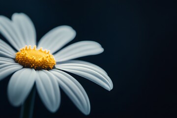 Poster - Elegant White Flower on Dark Background