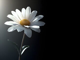 Poster - Elegant White Flower on Dark Background