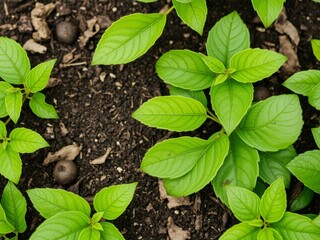 A vibrant and textured bitter green background ideal for nature and food concepts, fresh, farming