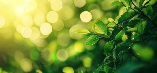 Poster - Sunlight filtering through green leaves creating stunning bokeh effect in nature