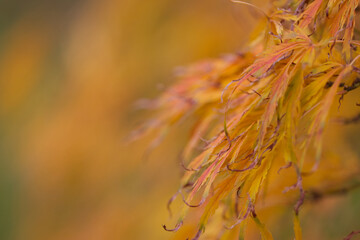 Wall Mural - acer palmatum leaves, foliage of maple, golden leaves of a tree, autumn colours in the forest, bright orange colours in autumn, yellow orange leaves shine in the sun, colorful leaves