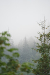  Moody fog over Pacific Northwest forest of pine trees on Mount Hood Oregon
