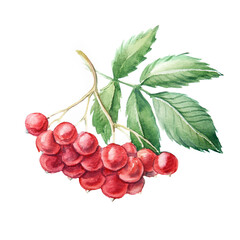 Watercolor painting of rowanberries on a white background, with rich reds and deep greens, and close up, perfect for holiday cards and seasonal artwork